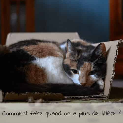 Comment faire quand on a plus de litière pour chat ?