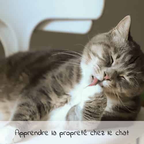 Apprendre la propreté chez le chat