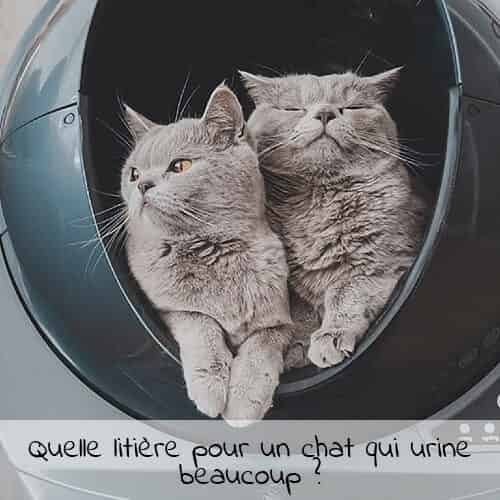 Quelle litière pour un chat qui urine beaucoup ?