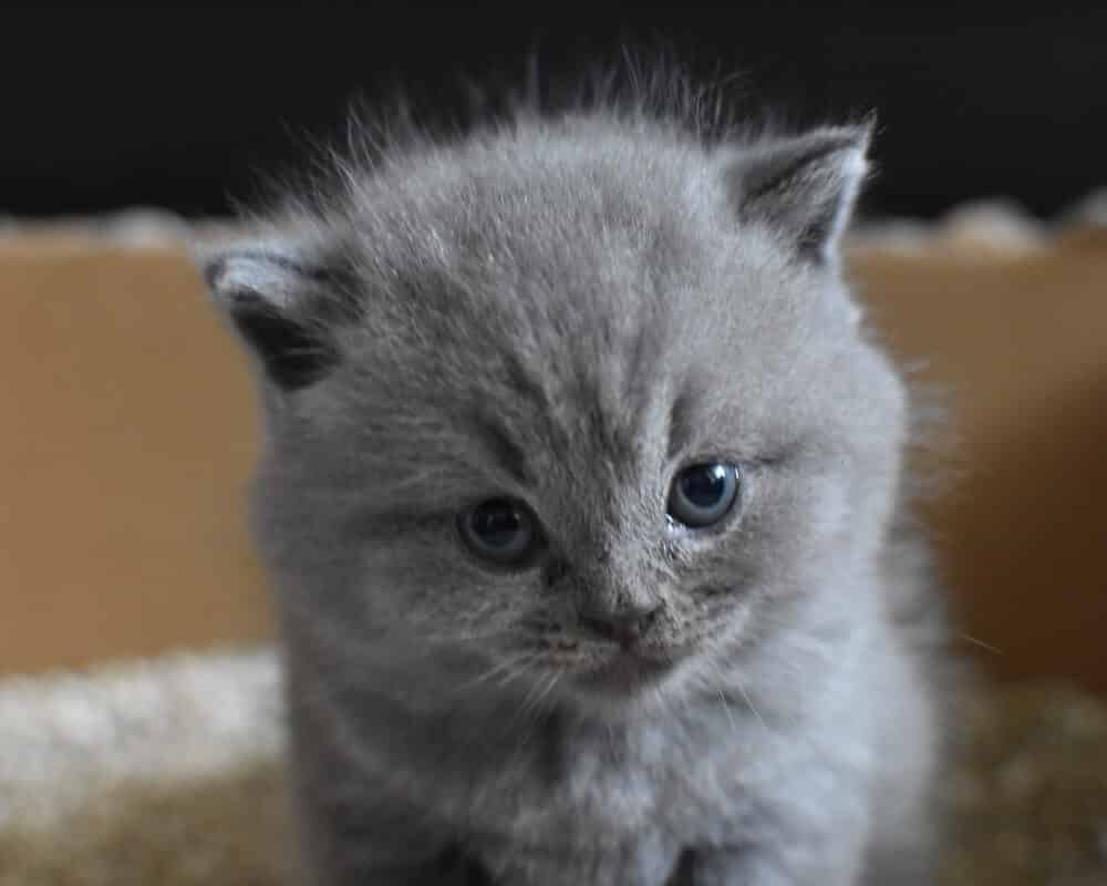 Quel type de litière pour chaton ?