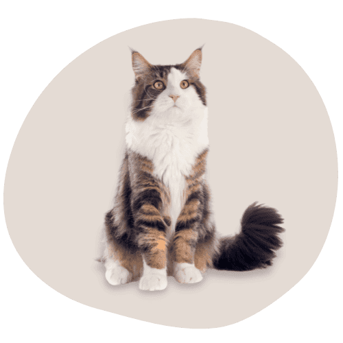 Maine Coon