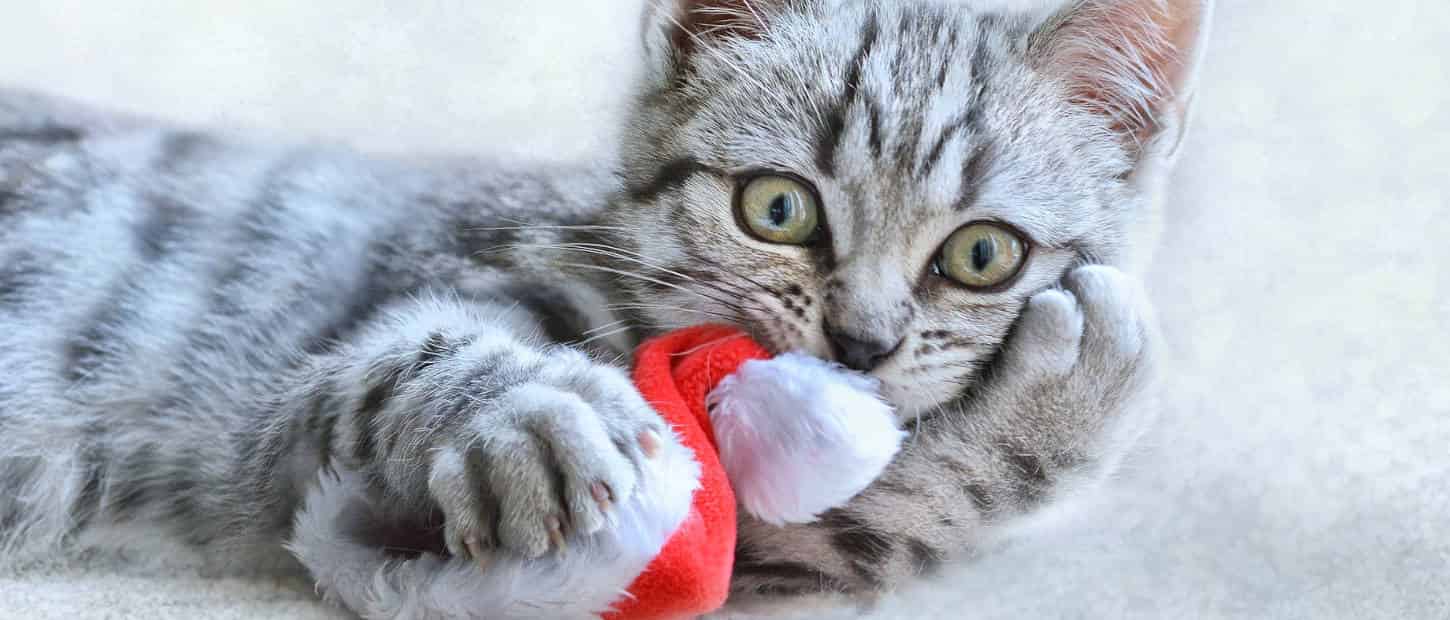 Cadeau de Noël pour chat