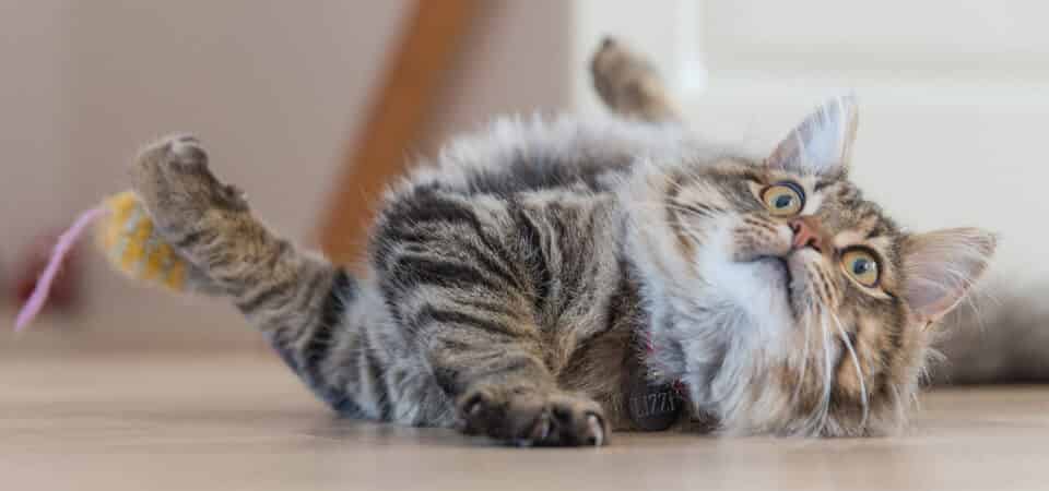 Comment vérifier que l’animal est en bonne santé ?