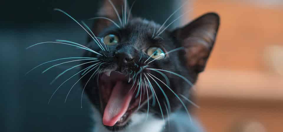 Nourrir son chat