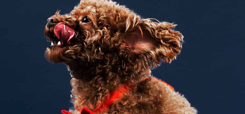 Bien nourrir son chien