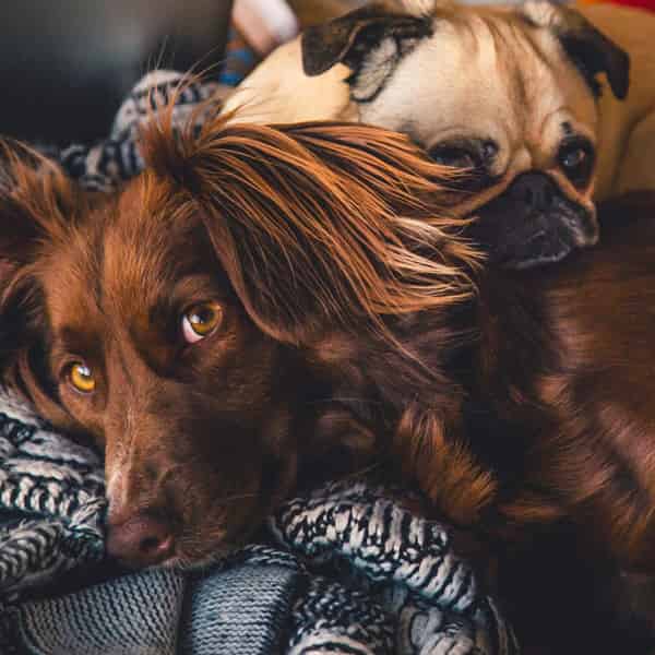 Les papiers de votre chien