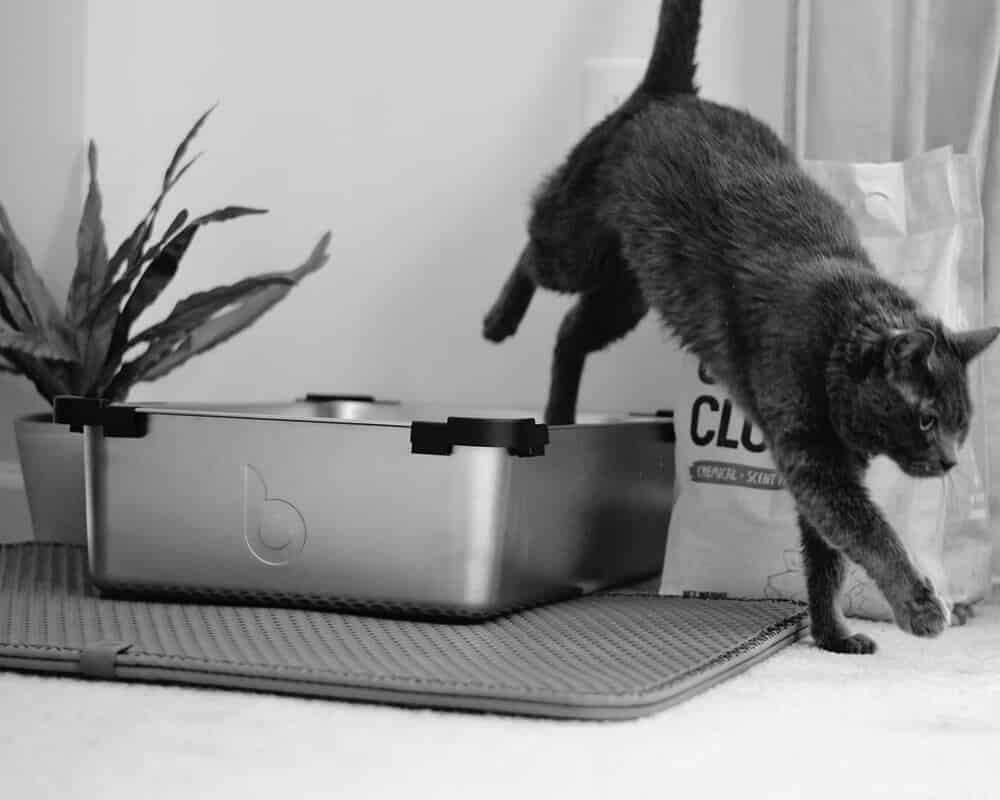 Comment parfumer la litière du chat ?