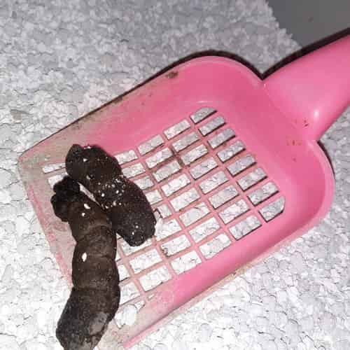 Comment la nettoyer ?