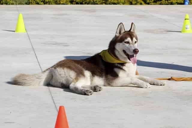 des produits pour le dressage canin