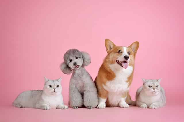 produits Chadog pour animaux de compagnie