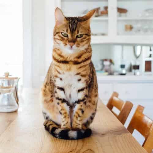 Pourquoi mon chat fait caca dans sa litière, mais pas pipi