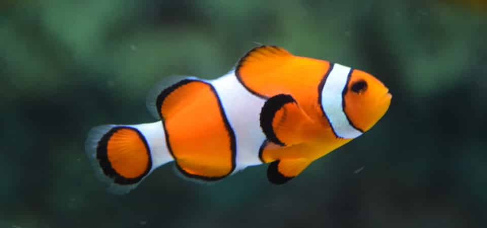 À quelle fréquence dois-je nourrir mes poissons ?