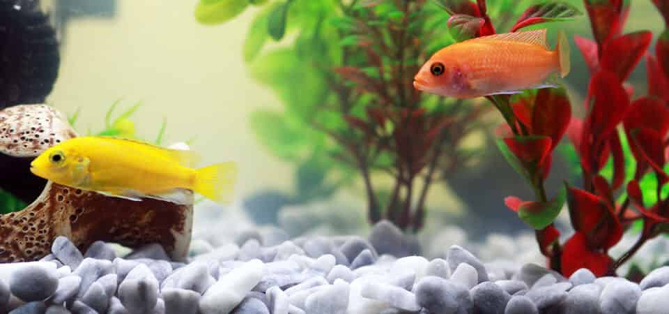 Comment nourrir mon poisson rouge ?