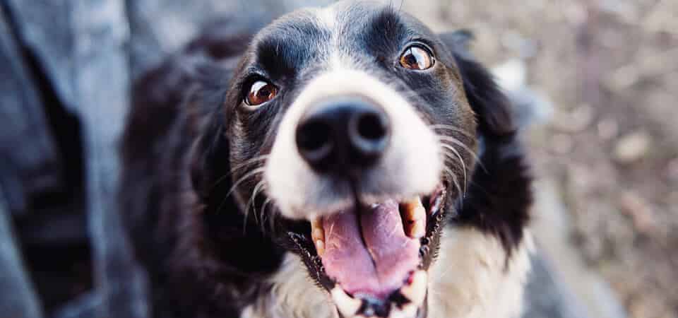 Un chien heureux