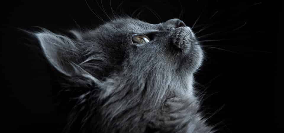 un chat en bonne santé