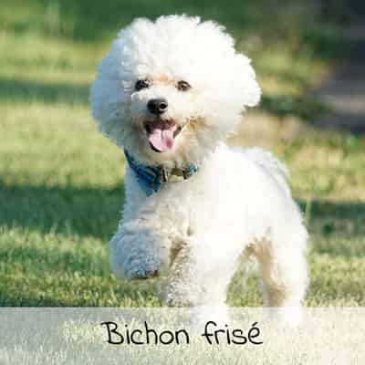 Croquettes pour Bichon