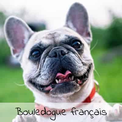 Croquettes pour Bouledogue français