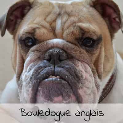 Croquettes pour Bouledogue anglais