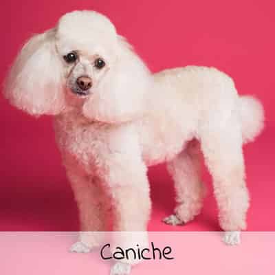 Croquettes pour Caniche