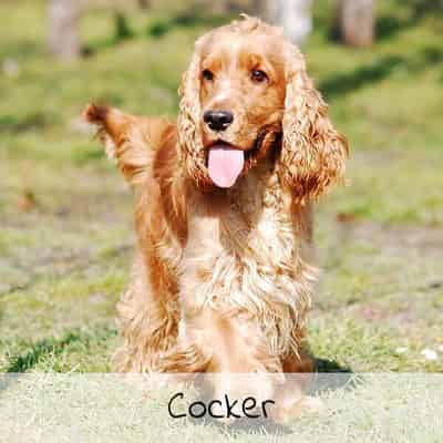 Croquettes pour Cocker