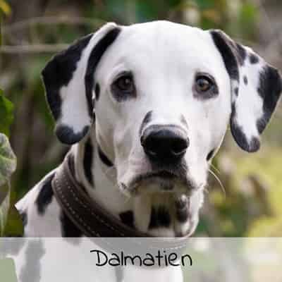 Croquettes pour Dalmatien