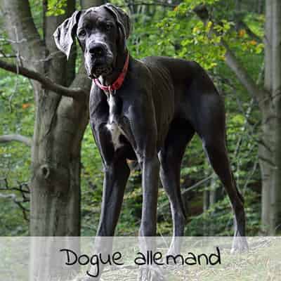 Croquettes pour Dogue allemand