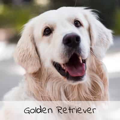 Croquettes pour Golden Retriever