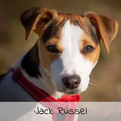 Croquettes pour Jack Russel