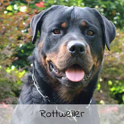 Croquettes pour Rottweiler