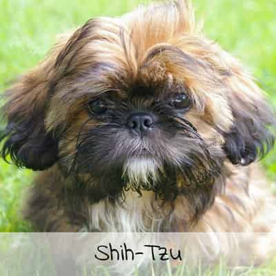Croquettes pour Shih Tzu