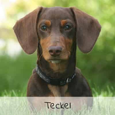 Croquettes pour Teckel