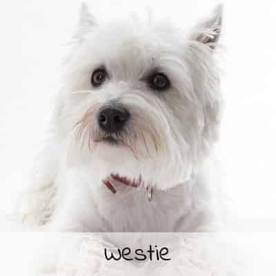 Croquettes pour Westie