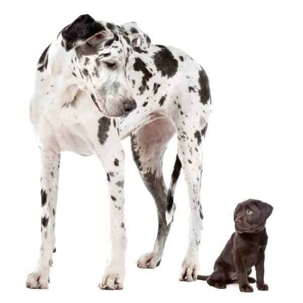 En fonction de la race de votre chien