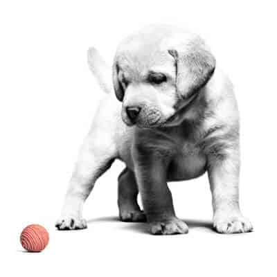Royal Canin pour chien