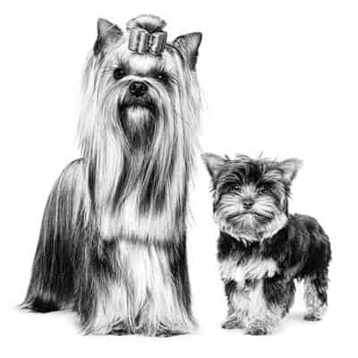 Royal Canin pour chien
