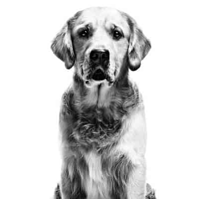 Royal Canin pour chien