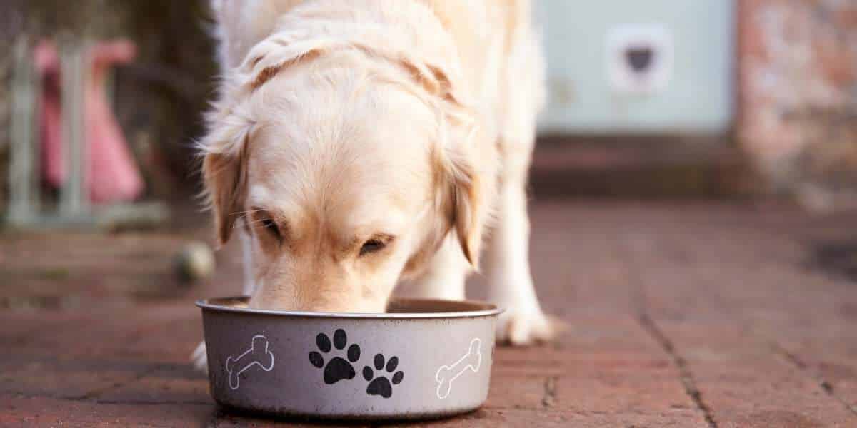 Est-ce que le riz est bon pour les chiens ?