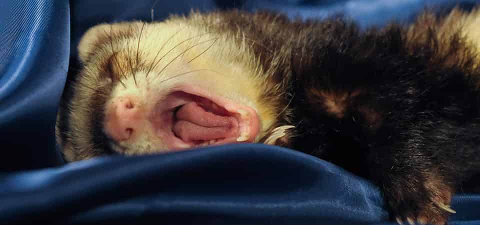Furet