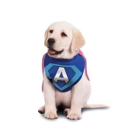 chien Adaptil