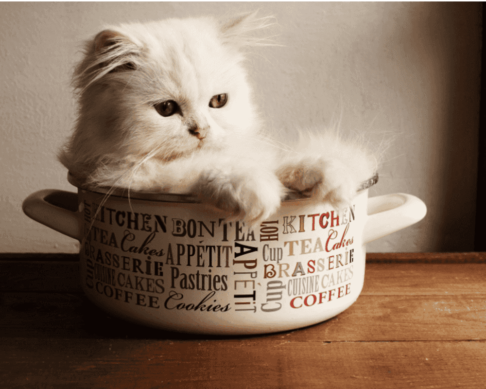 Comment changer la litière de son chat ?
