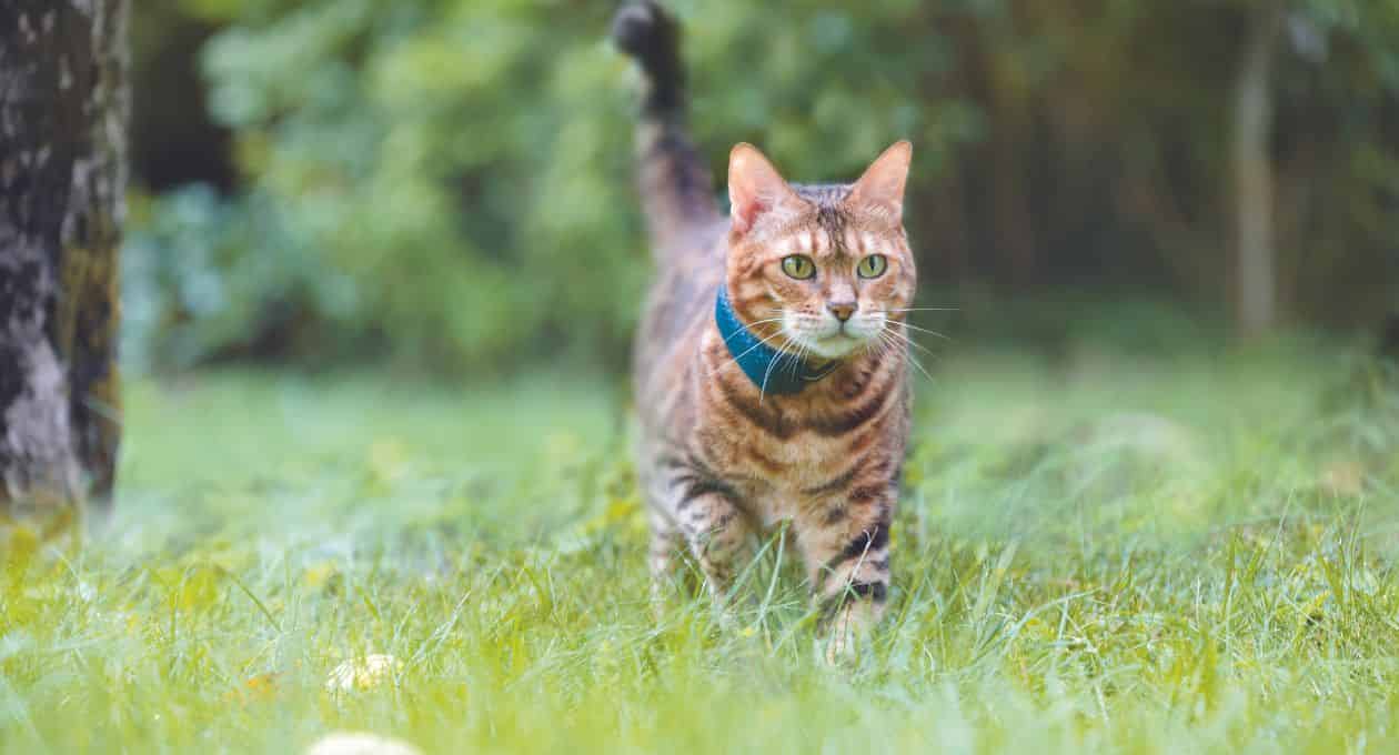 Image Tractive chat