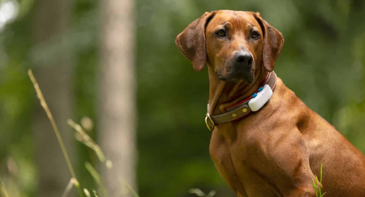 Image Tractive chien