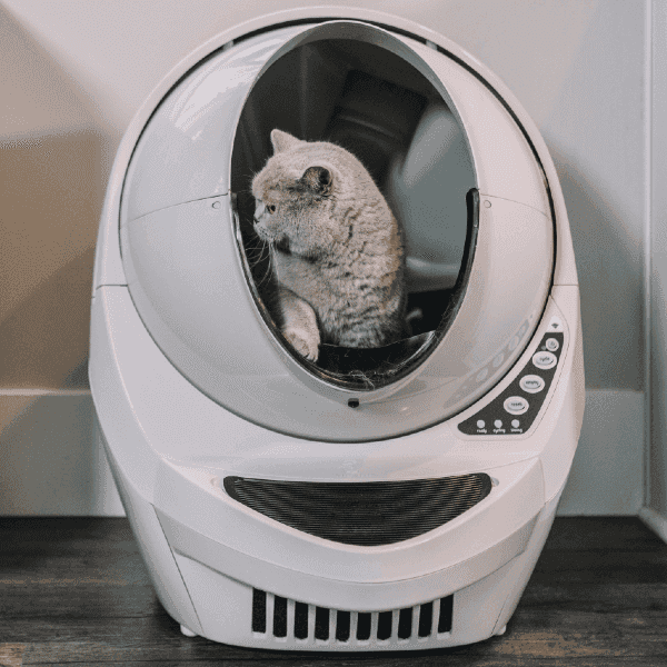 Comment attirer un chat vers sa litière ?