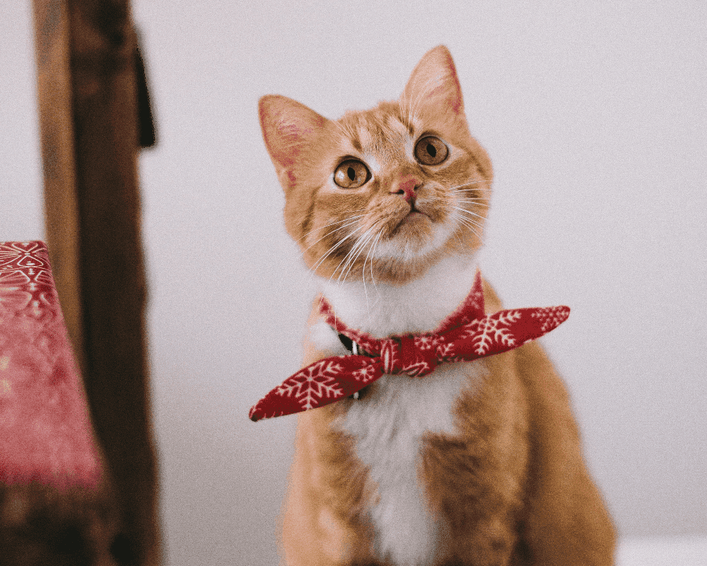 Comment faire de la litière pour chat ?