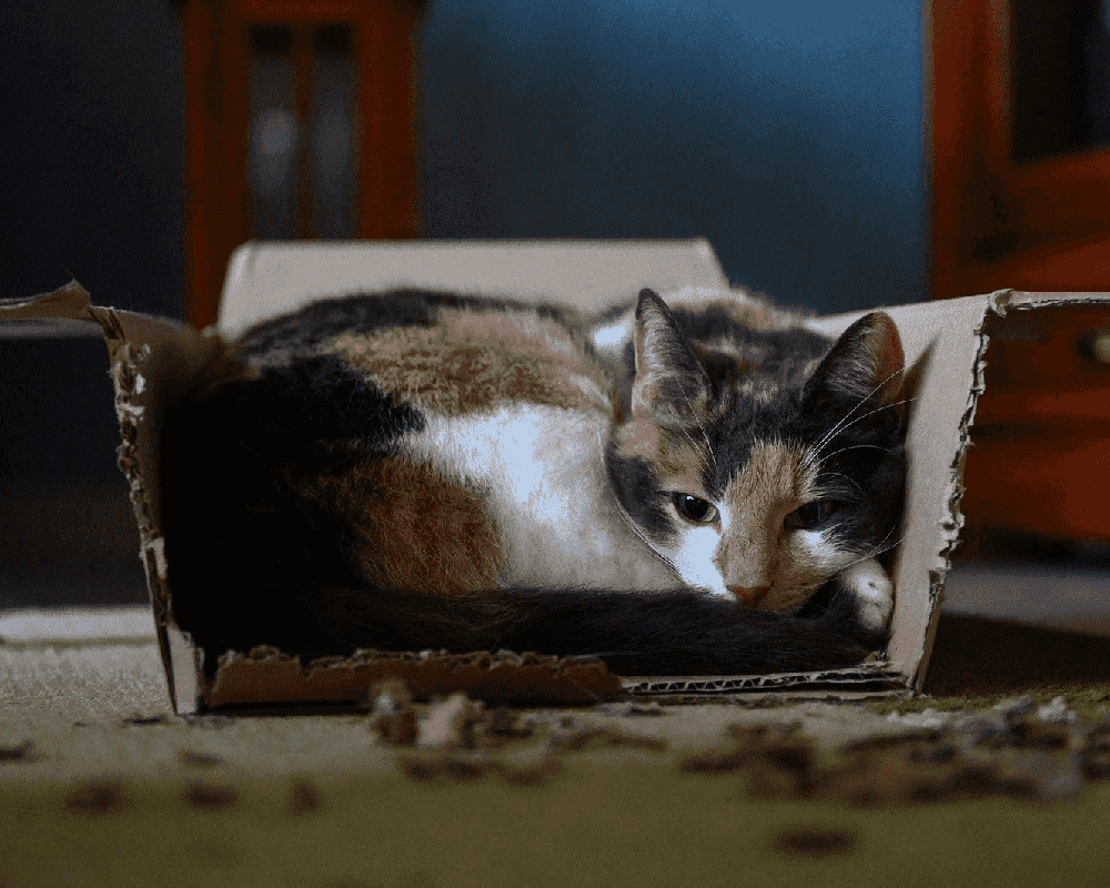 Comment faire quand on a plus de litière pour chat ?
