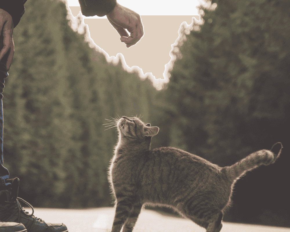Comment rendre un chaton propre rapidement ?