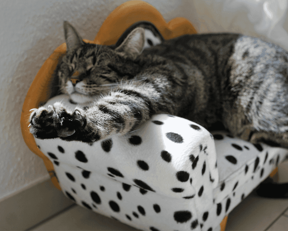 Pourquoi mon chat s’allonge dans sa litière