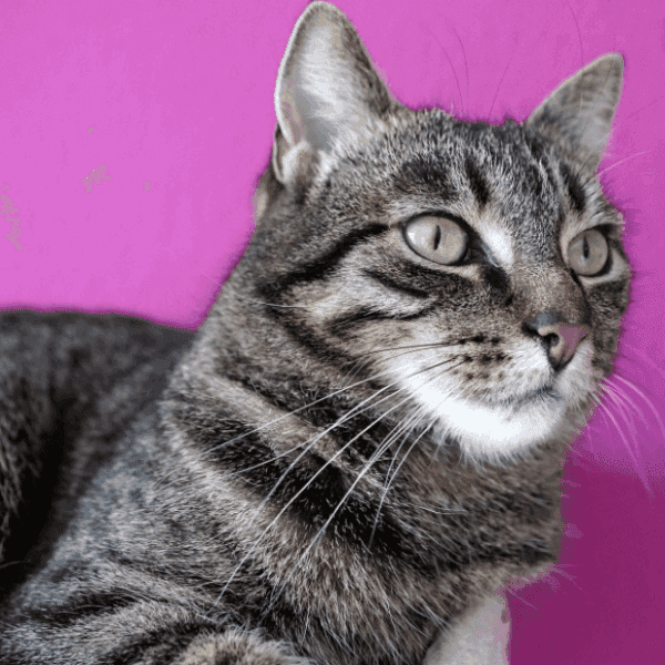Pourquoi mon chat s’allonge dans sa litière