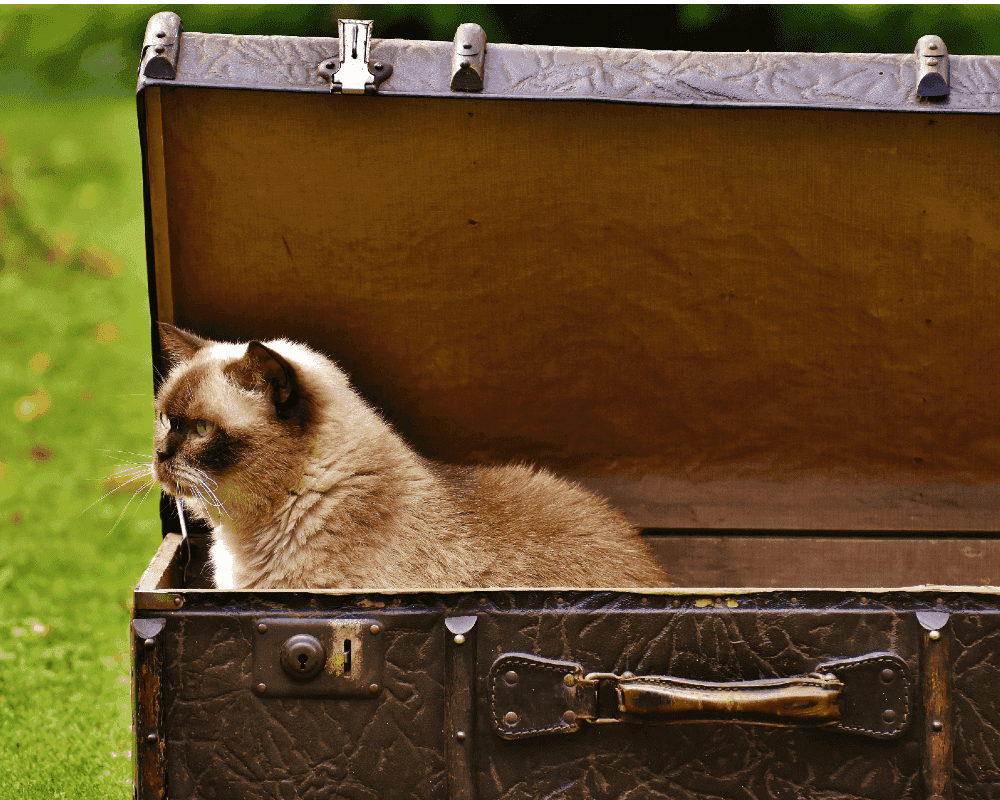 Comment habituer un chat à un changement de litière fermée ?