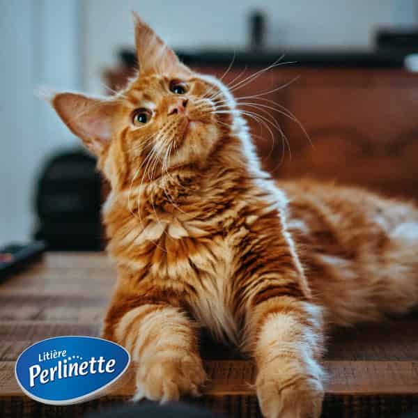 perlinette pour chat